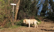 31 Sorpresa..!! Il cagnolone ha deciso di farmi da guida per l'Ubione...